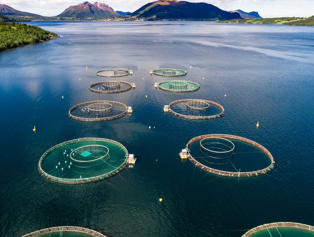 Fish oil for animal nutrition