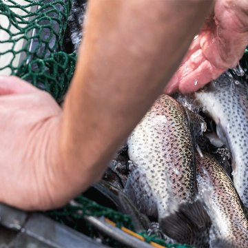 Advantages of using feed grade fish oil