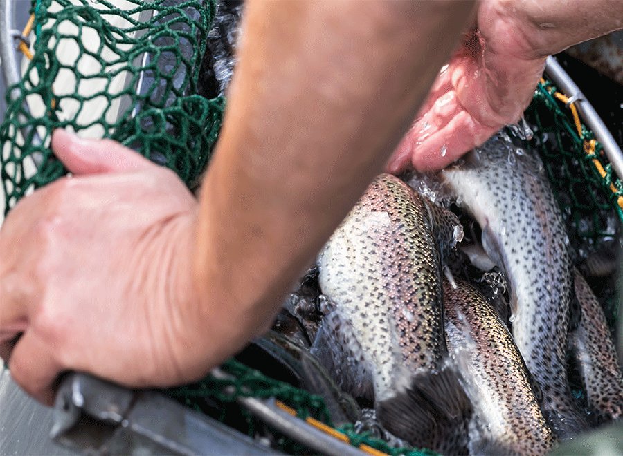 Advantages of using feed grade fish oil